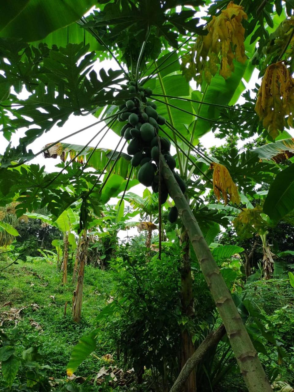 Cabana Wiwa Tayrona Los Naranjos Exteriér fotografie
